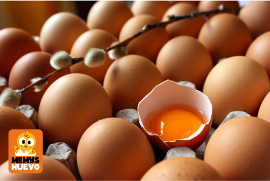Aprende Sobre Huevos Frescos
